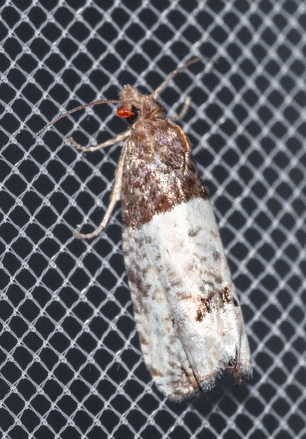 Notocelia roborana - rózsarügy-tükrösmoly