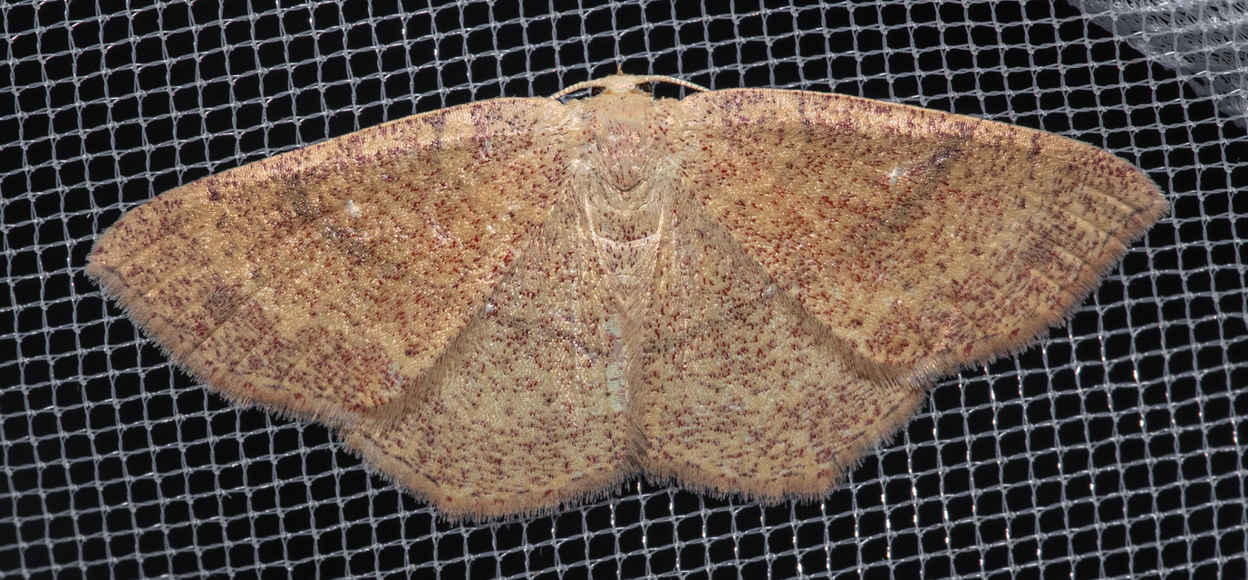 Cyclophora ruficiliaria - vörösrojtú pettyesaraszoló
