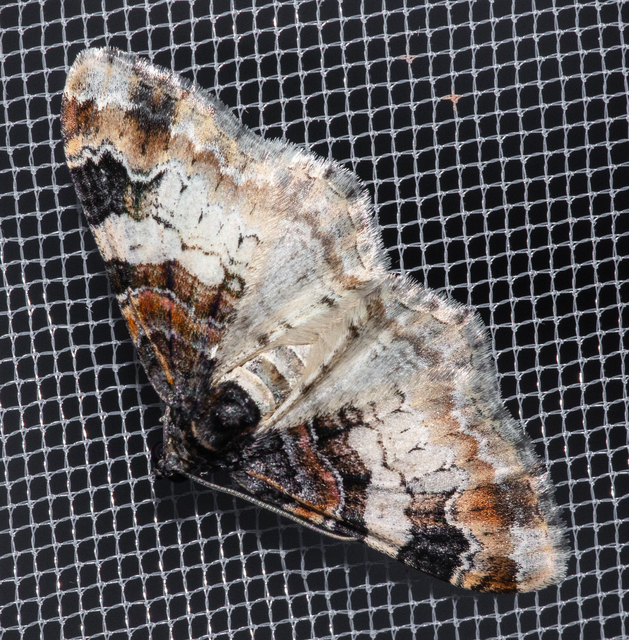 Catarhoe cuculata - csuklyás tarkaaraszoló