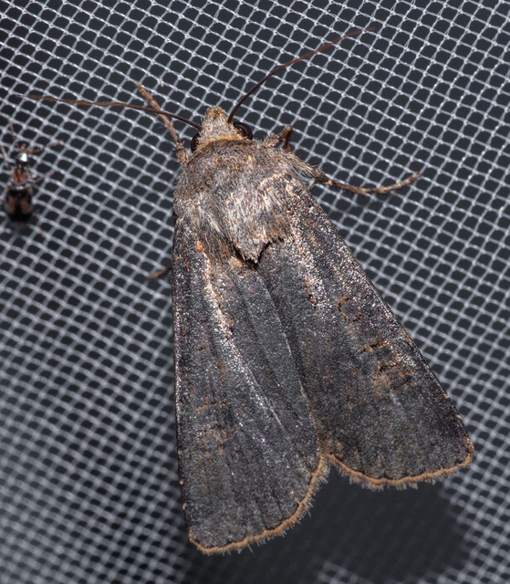 Agrotis segetum - vetési földibagoly
