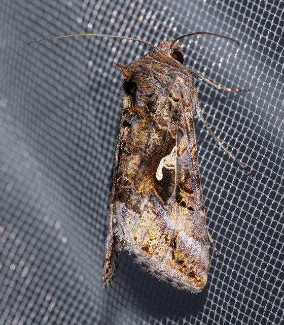 Autographa gamma - gammalepke