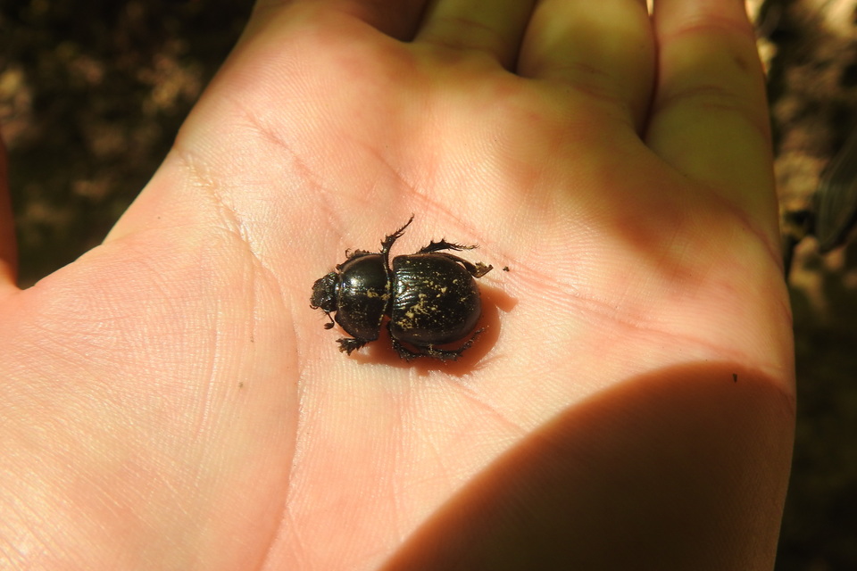 Anoplotrupes stercorosus - erdei álganéjtúró