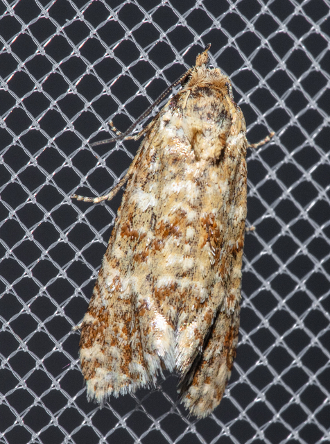 Aethes williana - gyopár-fúrómoly
