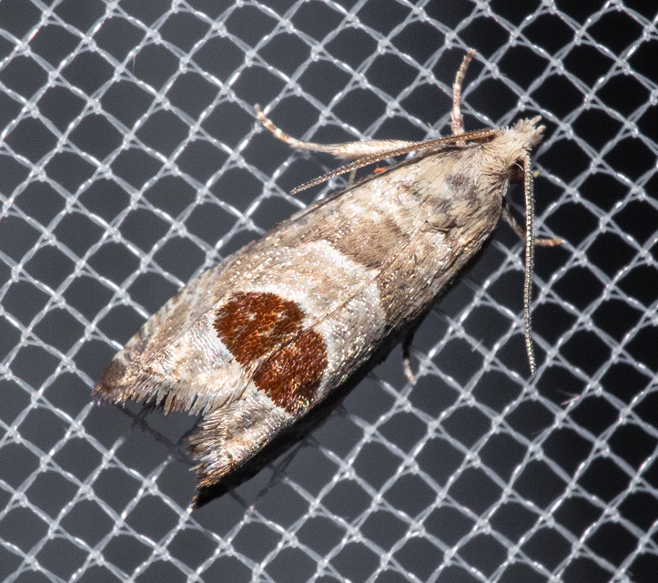 Notocelia uddmanniana - málnasodró tükrösmoly