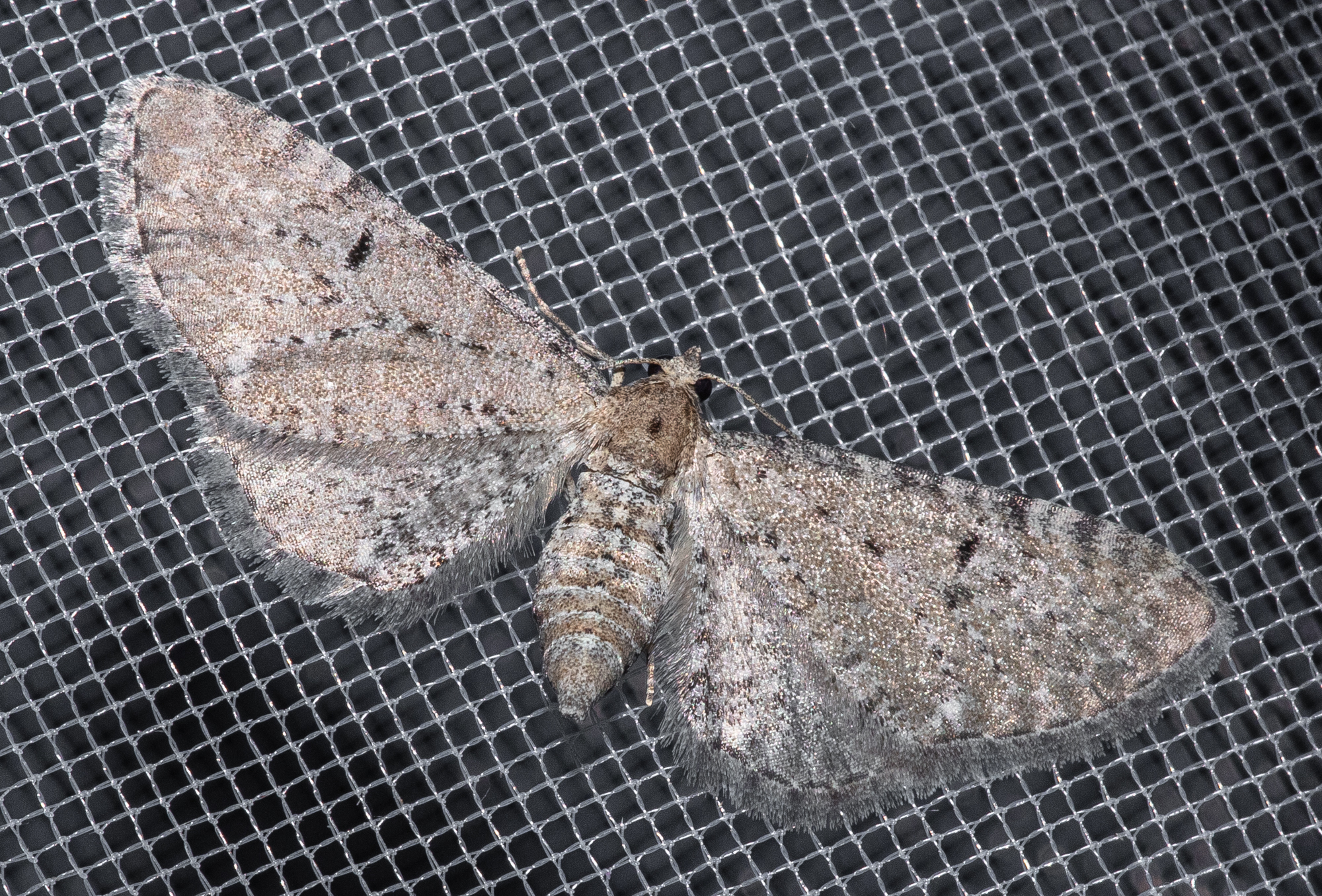 Eupithecia pimpinellata - földitömjén-törpearaszoló