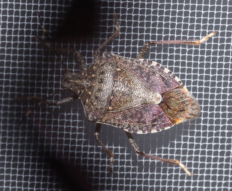 Halyomorpha halys - ázsiai márványospoloska