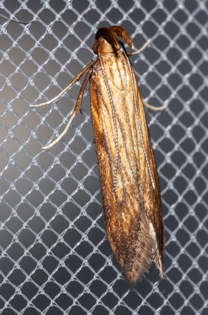 Metzneria