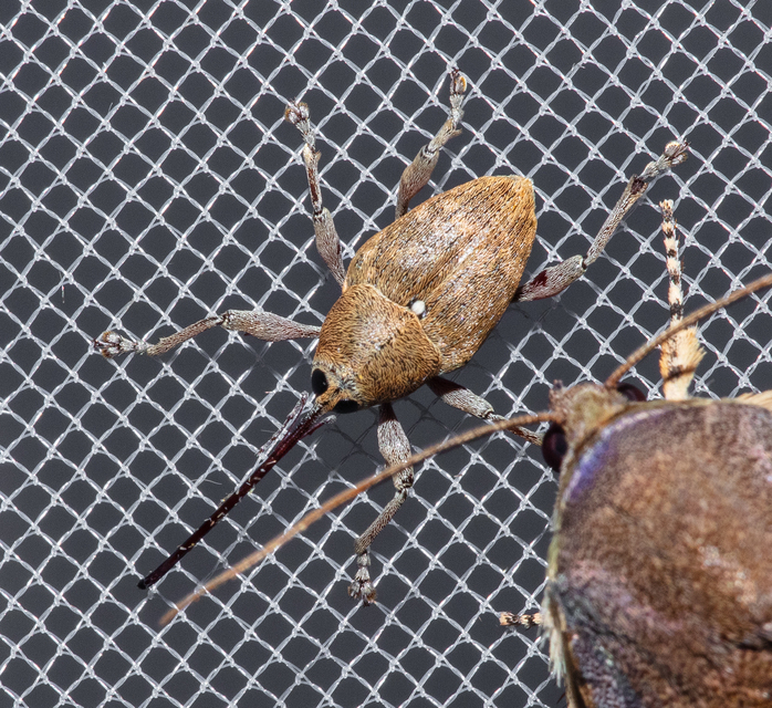 Curculio glandium - tölgymakkzsuzsóka
