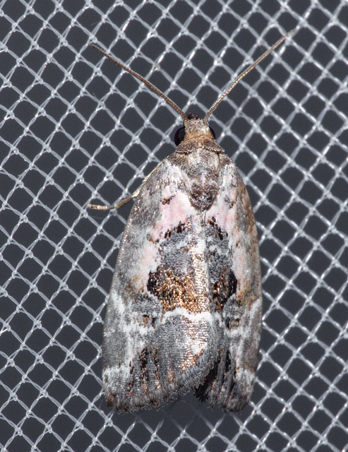 Hapalotis venustula - rózsaszínű mázasbagoly