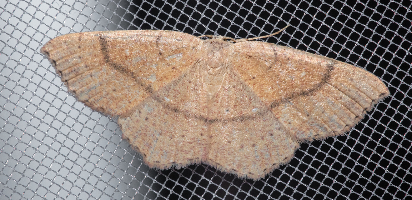 Cyclophora ruficiliaria - vörösrojtú pettyesaraszoló