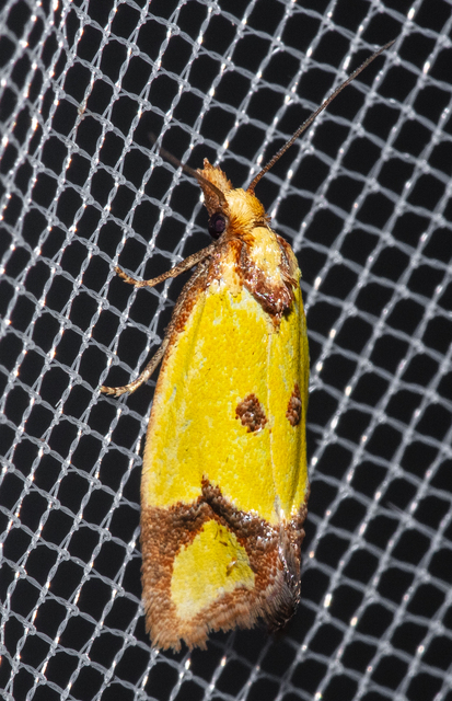 Agapeta zoegana - barnacsíkos sárgamoly