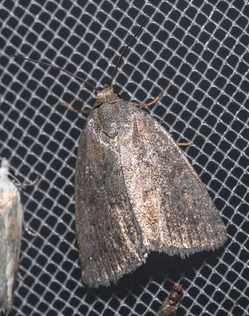 Acosmetia caliginosa - imolabagoly