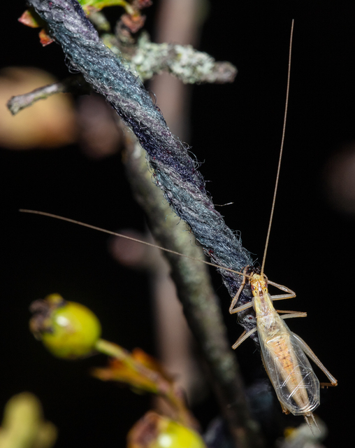 Oecanthus pellucens - pirregőtücsök