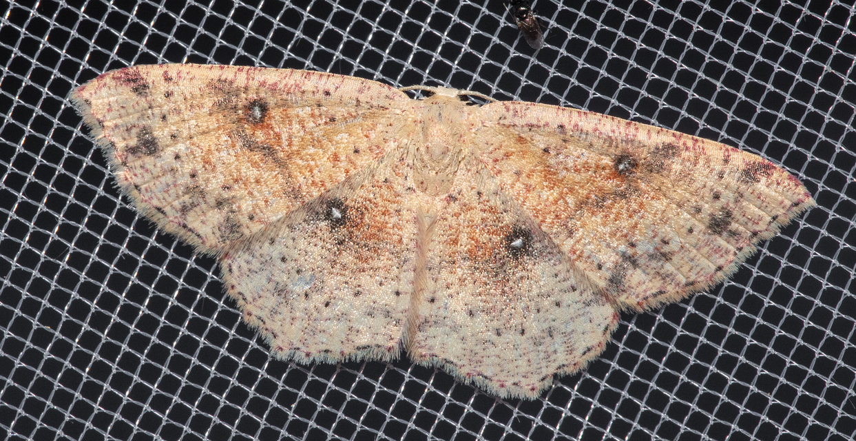 Cyclophora porata - körös pettyesaraszoló