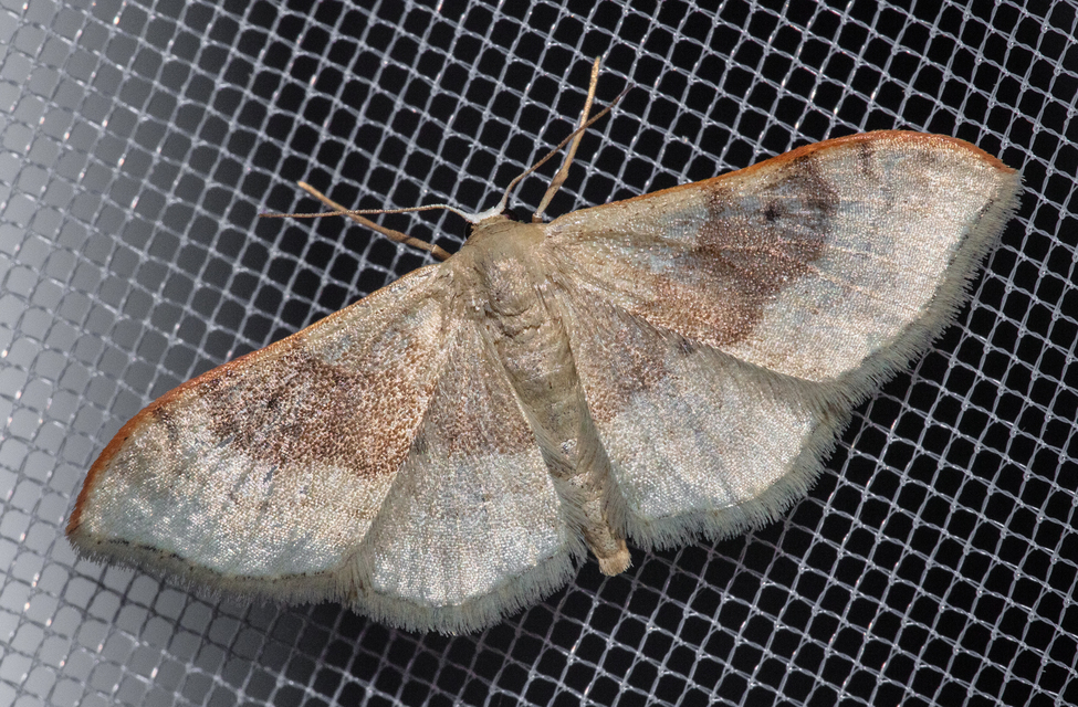 Idaea degeneraria - barnasávos araszoló
