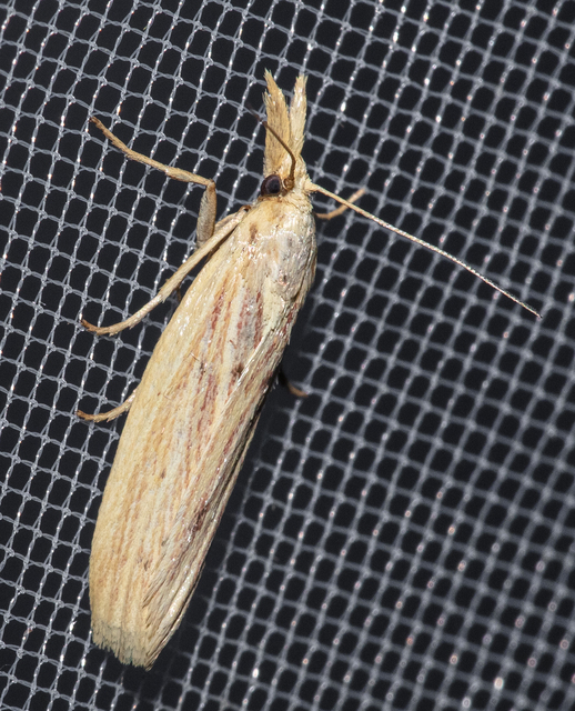 Ematheudes punctella - kúposfejű karcsúmoly