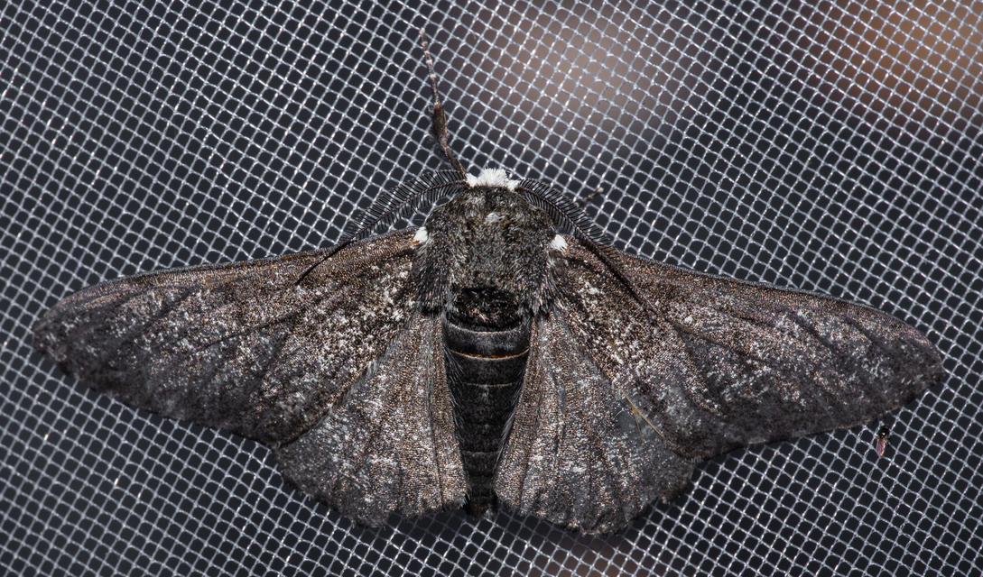 Biston betularia - szürkepettyes araszoló