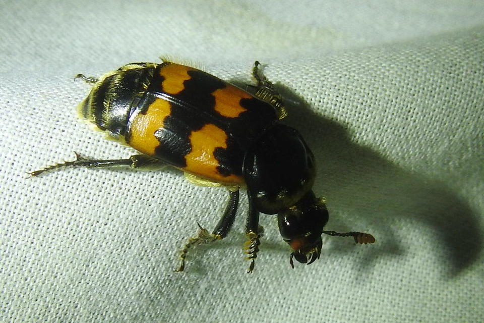 Nicrophorus vespillo - közönséges temetőbogár
