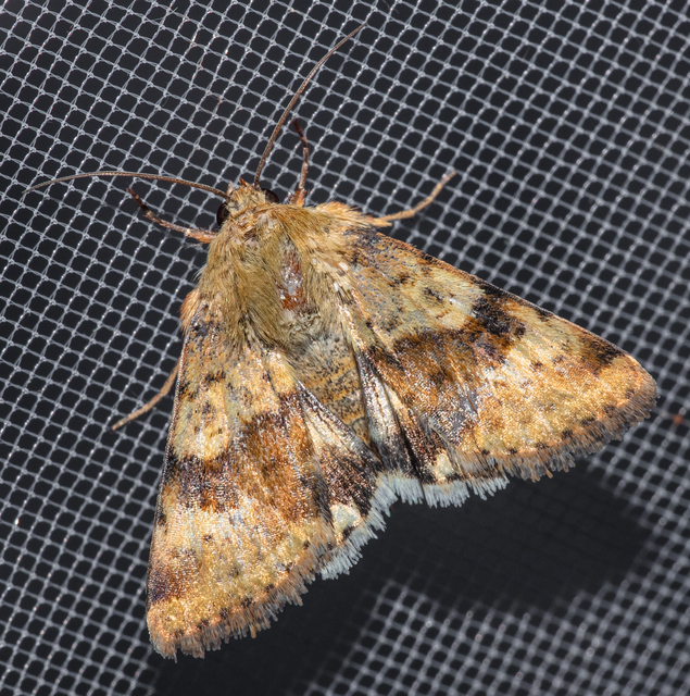 Heliothis viriplaca - mácsonyabagoly