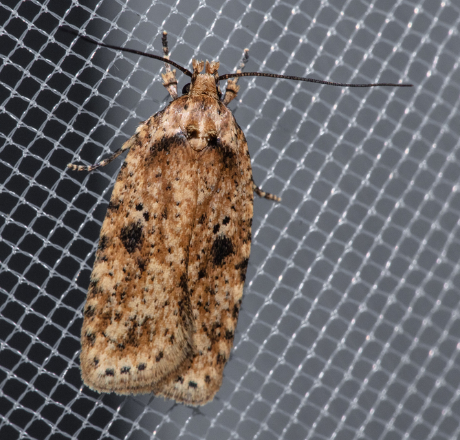 Agonopterix arenella - ördögszem-laposmoly