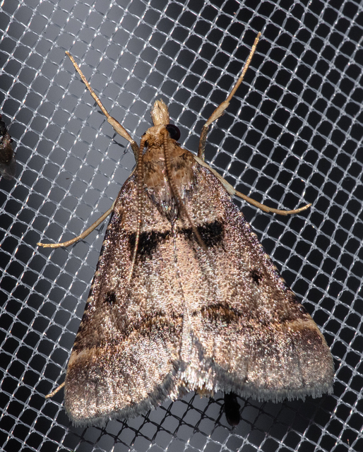 Stemmatophora brunnealis - barna fényilonca