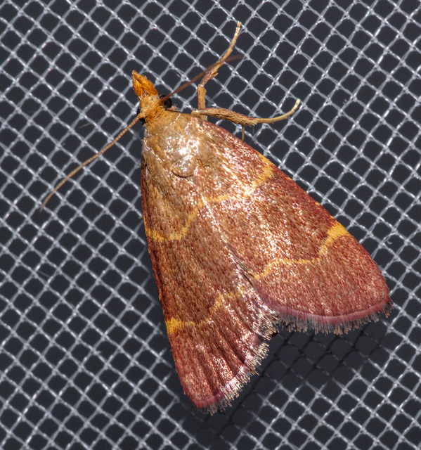 Hypsopygia rubidalis - vörös fényilonca
