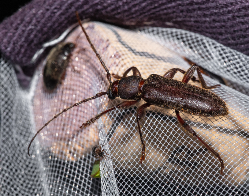 Trichoferus campestris - szállóvendég éjicincér