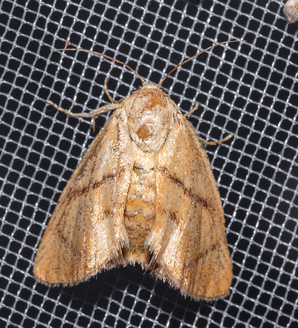 Apoda limacodes - kagylólepke