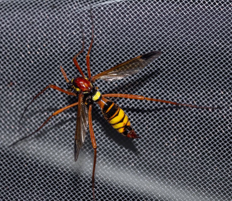 Ctenophora ornata - sárga fésűsszúnyog