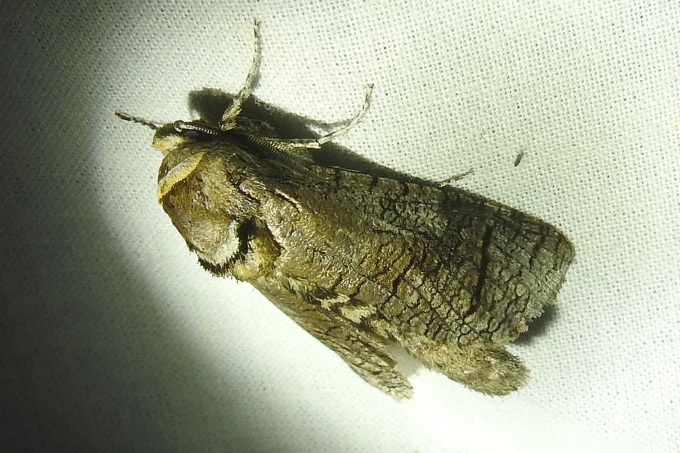 Cossus cossus - fűzfarontólepke
