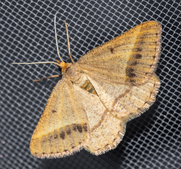 Tephrina arenacearia - lucerna-araszoló