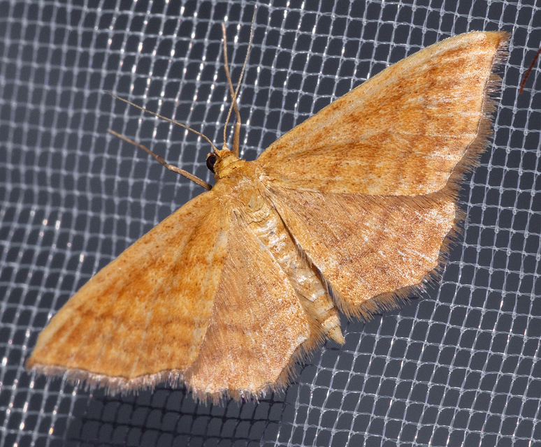 Idaea ochrata - okkerszínű sávosaraszoló