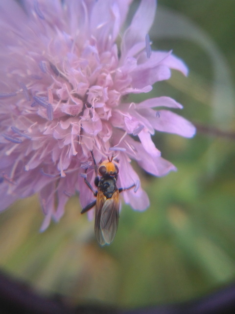 Thecophora