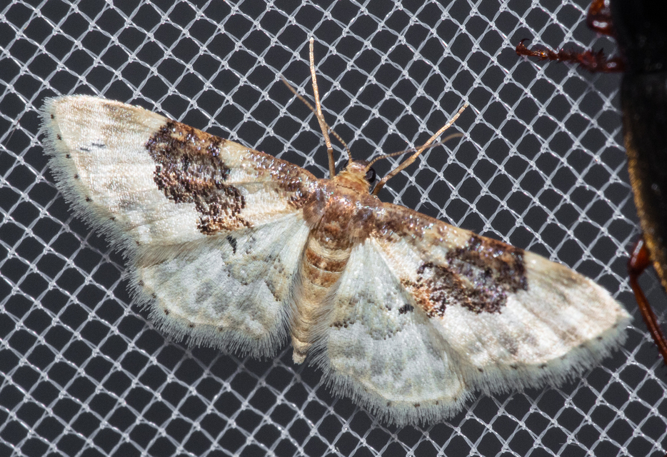 Idaea rusticata - tarka apróaraszoló