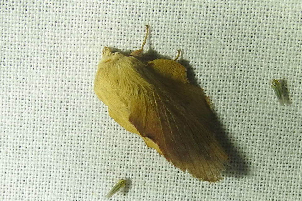 Phyllodesma tremulifolia - nyárlevélpohók
