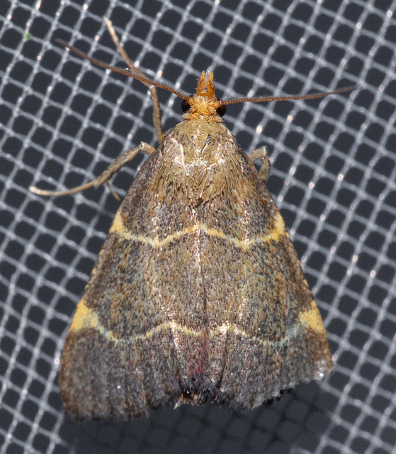 Hypsopygia glaucinalis - rezes fényilonca