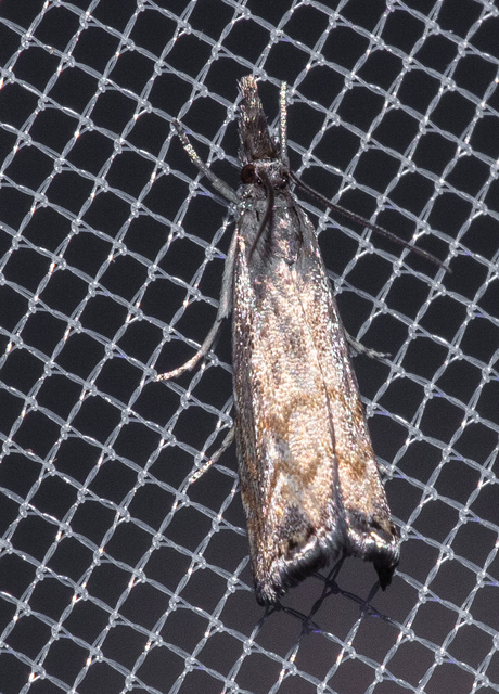 Platytes cerussella - törpe fűgyökérmoly