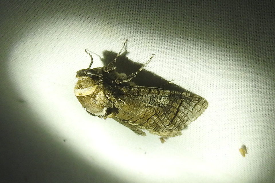 Cossus cossus - fűzfarontólepke