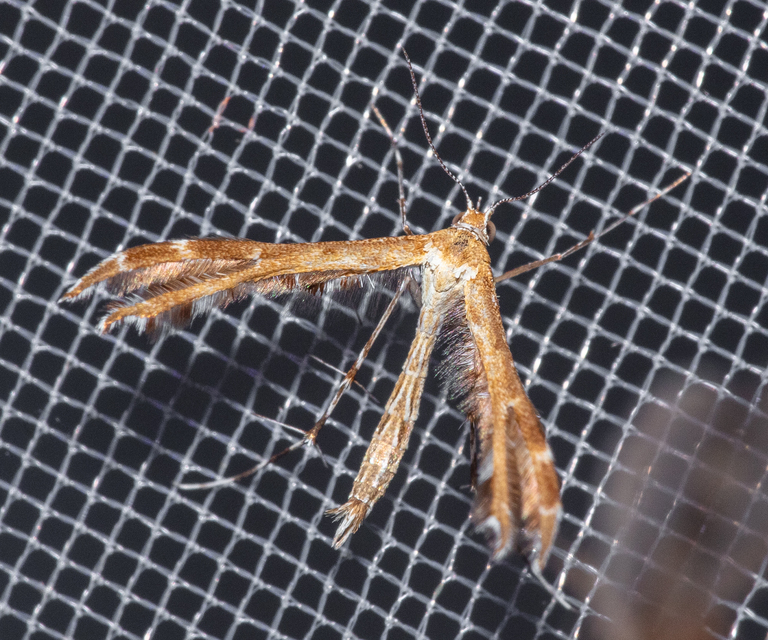 Pterophoridae - tollasmolyfélék