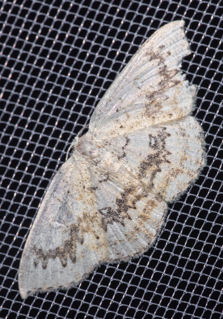 Cyclophora annularia - gyűrűs pettyesaraszoló
