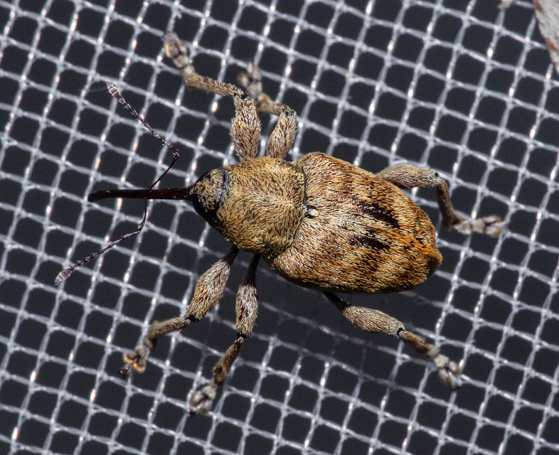 Curculio venosus - tarajos zsuzsóka
