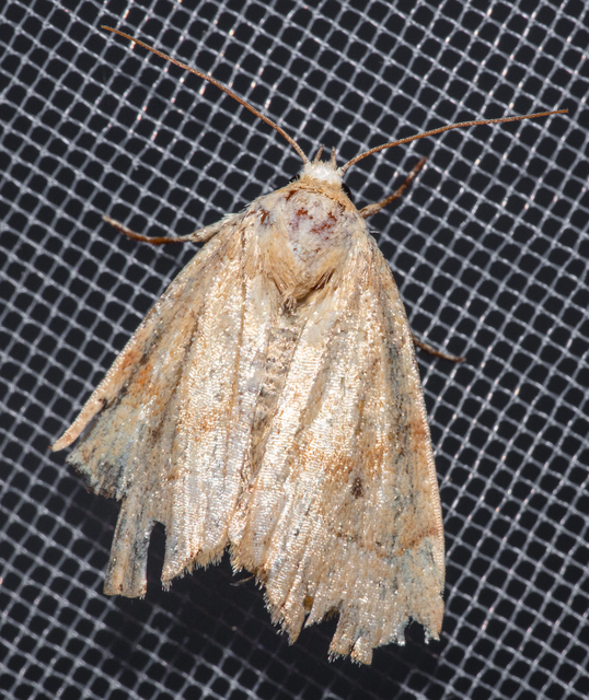 Cosmia trapezina - közönséges lombbagoly