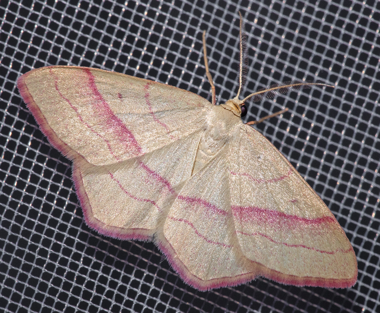 Rhodostrophia vibicaria - pirosszélű araszoló