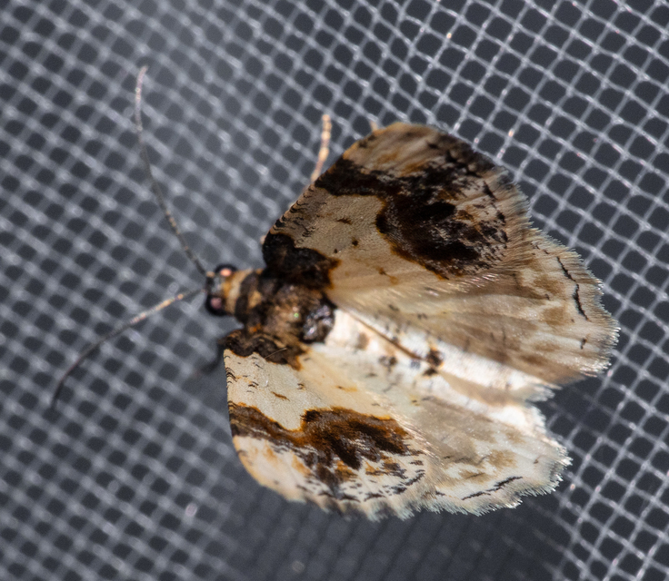 Ligdia adustata - barna levélaraszoló