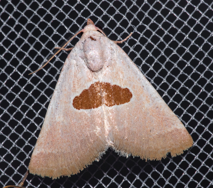 Calymma communimacula - pajzstetűfaló bagoly