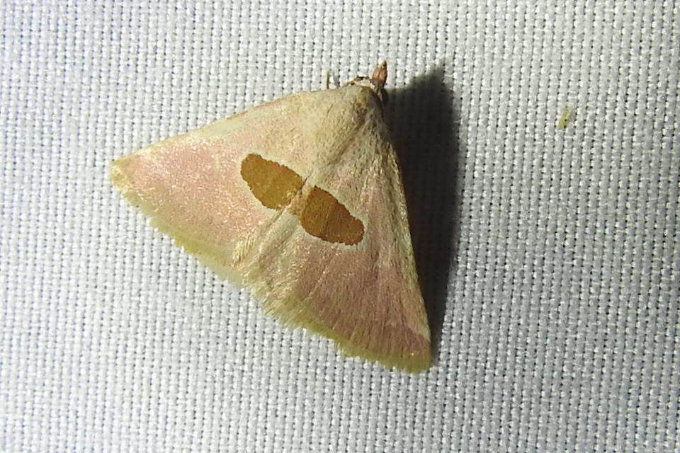Calymma communimacula - pajzstetűfaló bagoly