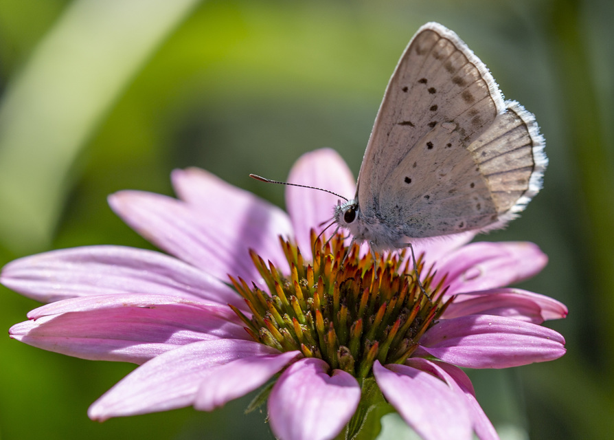 Polyommatus daphnis - csipkés boglárka
