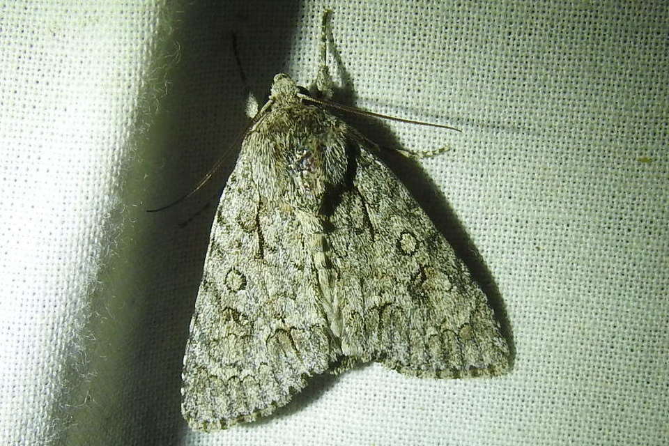 Acronicta aceris - vadgesztenye-szigonyosbagoly