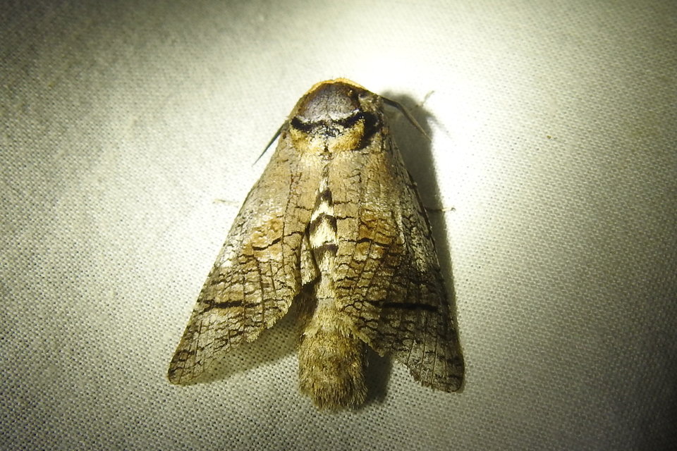 Cossus cossus - fűzfarontólepke