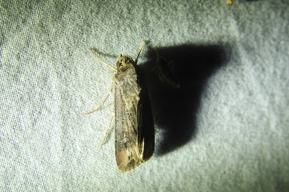 Agrotis ipsilon - nagy földibagoly